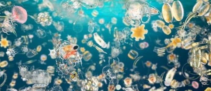 A légkörben levő oxigén felének tartozunk a planktonnak.