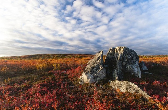 Másfél hónap vándorol az tundra körül