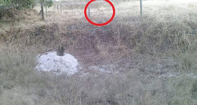 Új bizonyítékok a marsupial farkas létezésére.