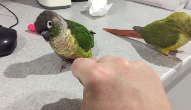 Papagáj vásárolt gyerekversenyre