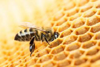 Nagasaki japán tartományban található ázsiai gyilkos méhek populációja