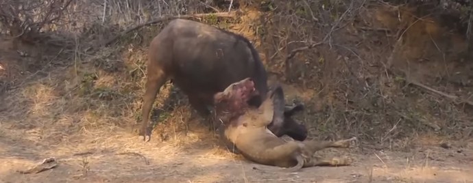 A vadállatok királyának utolsó csatája