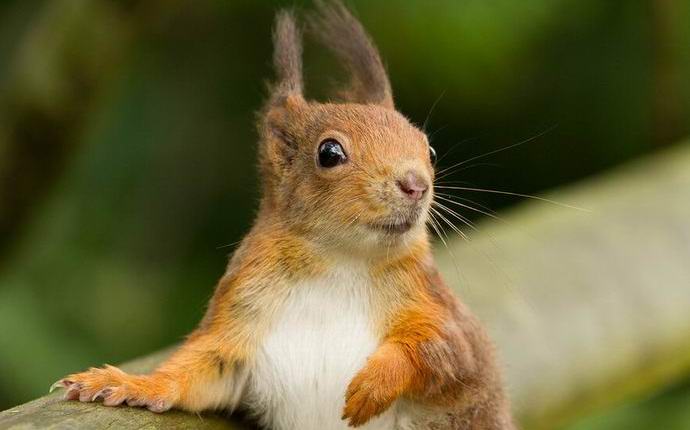 Nézd meg a világot egy mókus szemével
