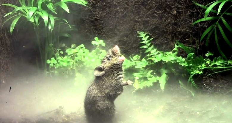 Costa Rica és Panama éneklő egerei