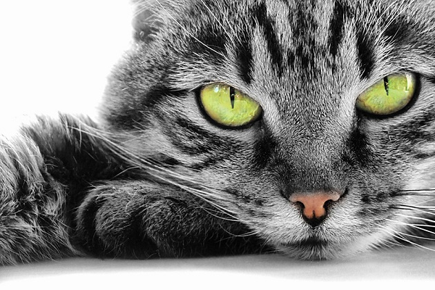 Igaz, hogy a macskák szellemeket látnak?