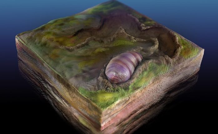 Az ausztrál kövületekben talált állatok - köztük az emberek - őse 