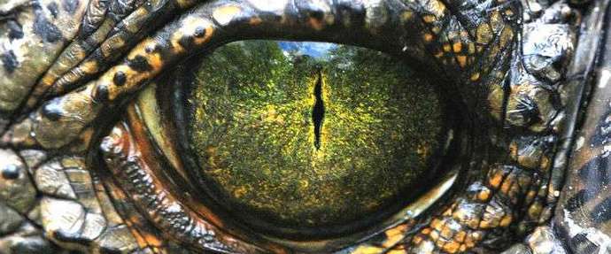 Az óriás dinoszauruszok új korszaka közeledik.