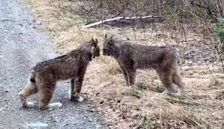Videóra rögzített bizarr esküsző hiúz