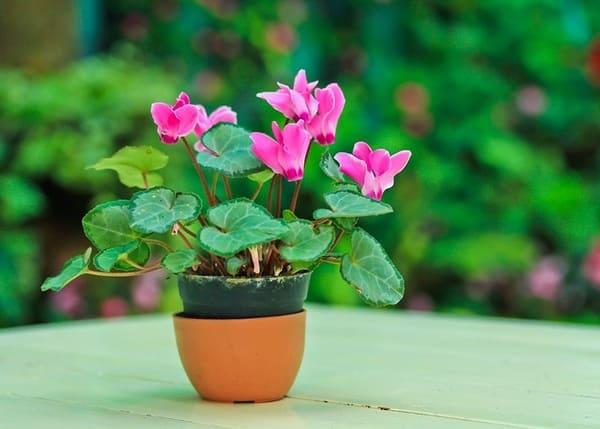 ciklámen jele a házban 