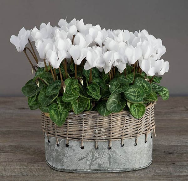 ciklámen jelek és babonák otthon 