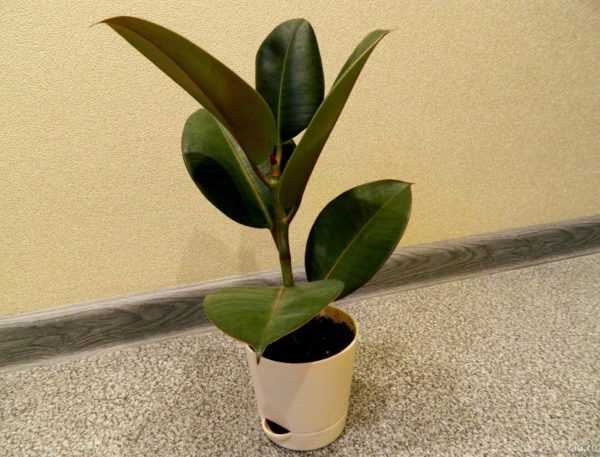Ficus gumi 