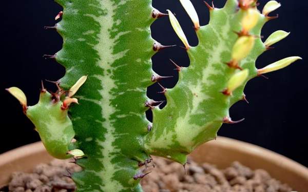 háromszög előjeleket és babonákat kavar 