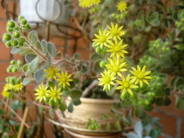 aichrizoni fa a szerelem jelei 