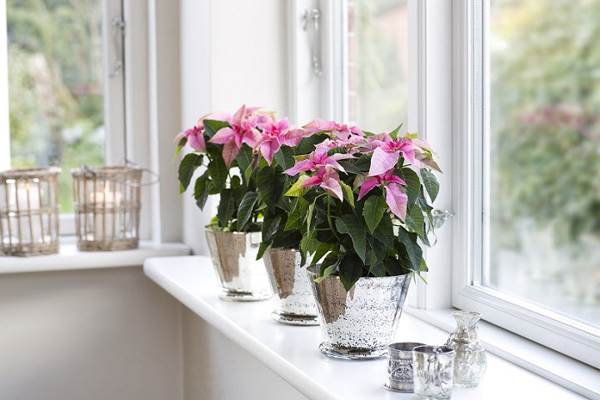 beltéri virágok jelei 