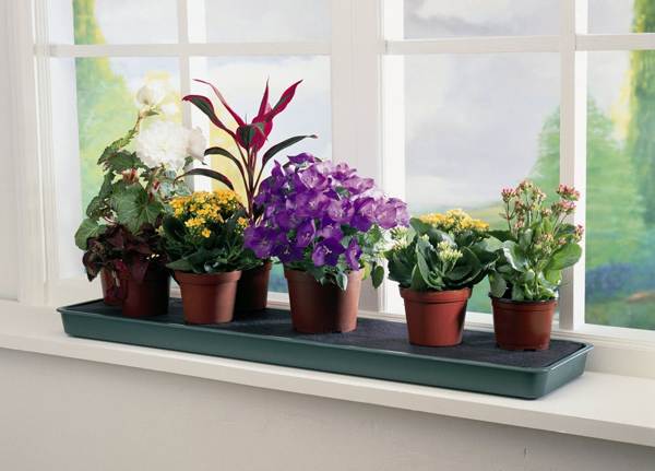 otthoni virágok jelei 