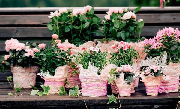 jelek a beltéri virágokról 