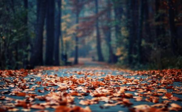 Jelek a november hónap minden napjára 