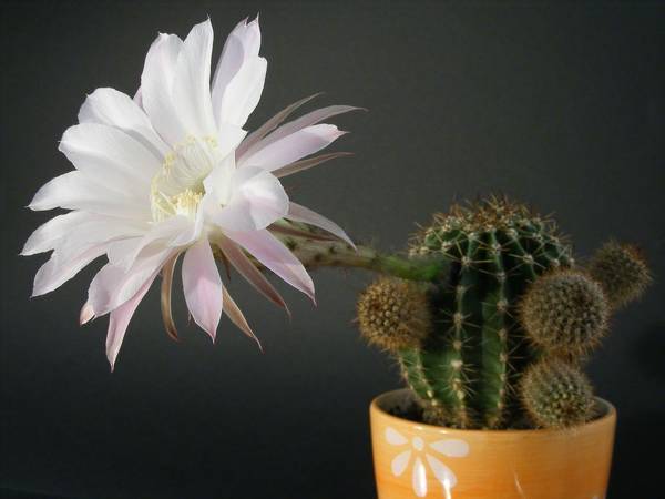 miért virágzik otthon a kaktusz: jelek 