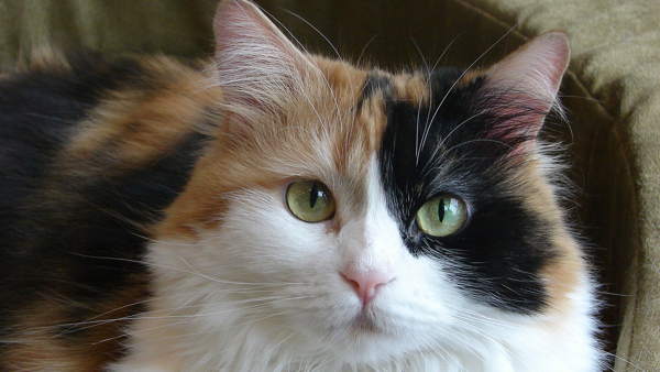 háromszínű macska előjelek 