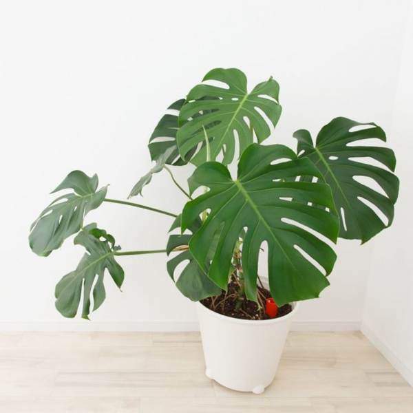 monstera virág 