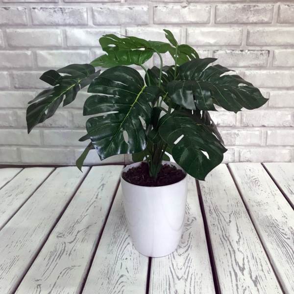 monstera növény 