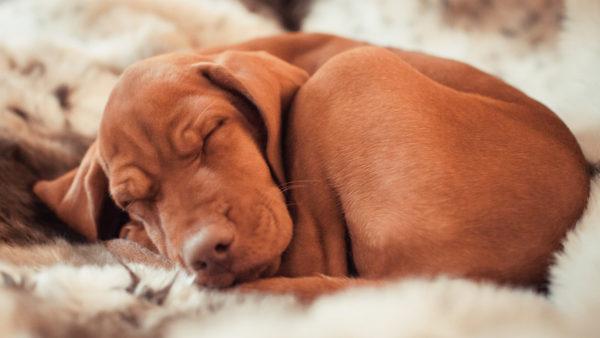 Miért álmodik egy döglött kutya  