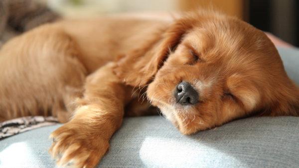 Miért álmodik egy döglött kiskutya? 