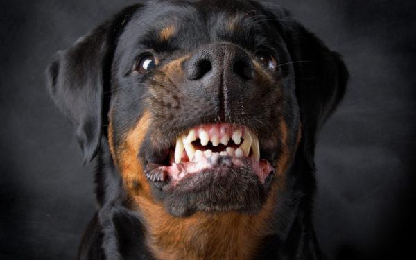 Miért álmodik egy dühös kutya? 