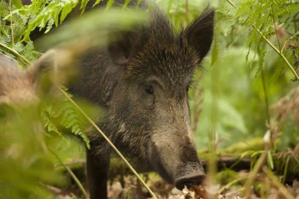 Miért álmodozik a vaddisznó? 