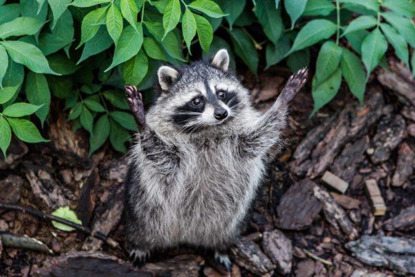 Miért álmodik a mosómedve? 