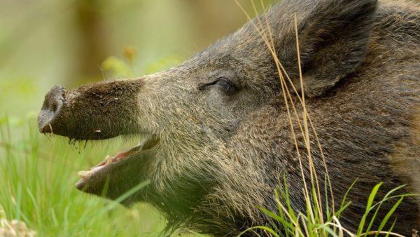 Vaddisznóról álmodott 