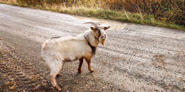 kecskéről álmodott 