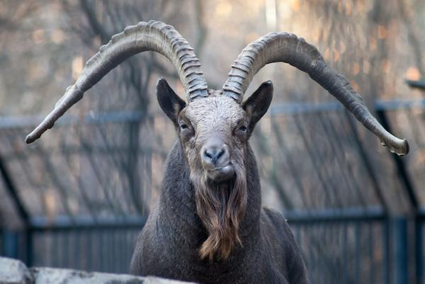 ha egy hegyi kecskéről álmodtál 