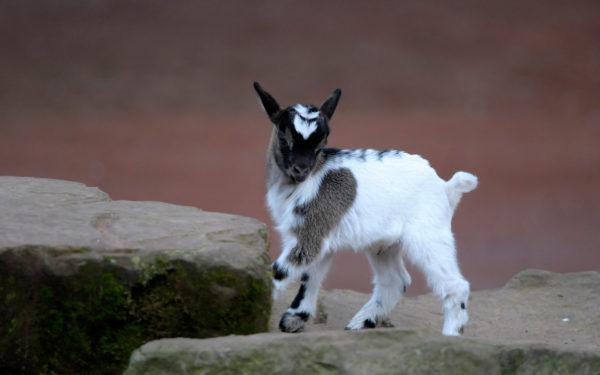 Álomban szarvas kecskét látni 