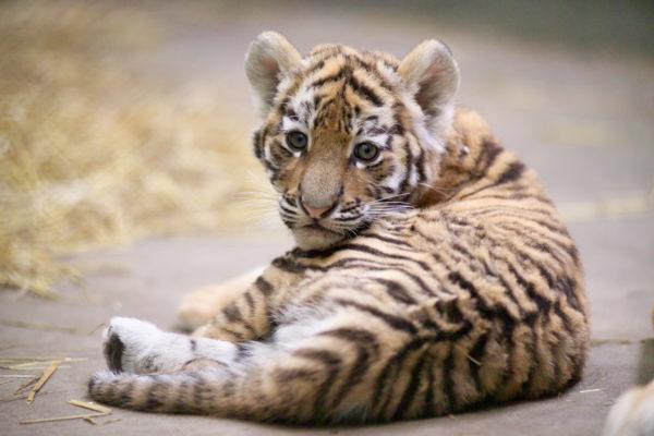 Miért álmodik a tigris? 