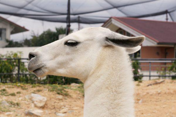 Miért álmodik a teve 