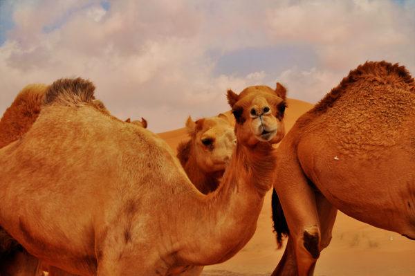 Miért álmodik a teve 