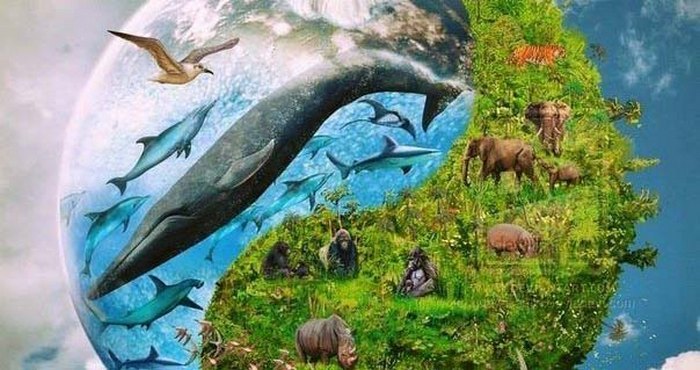 Az állatok intelligens lények általi felismerése