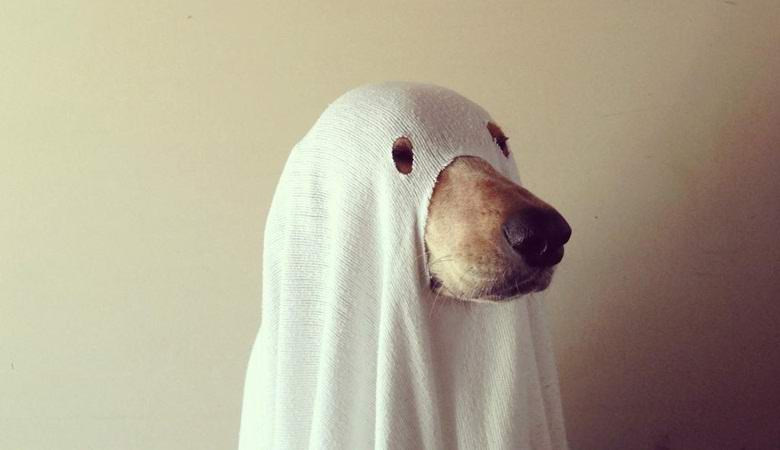 Egy nemrég elhunyt kutya szelleme eltalálta a videót