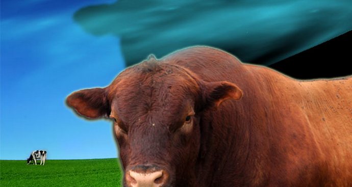 A borjú szelleme a legelőn