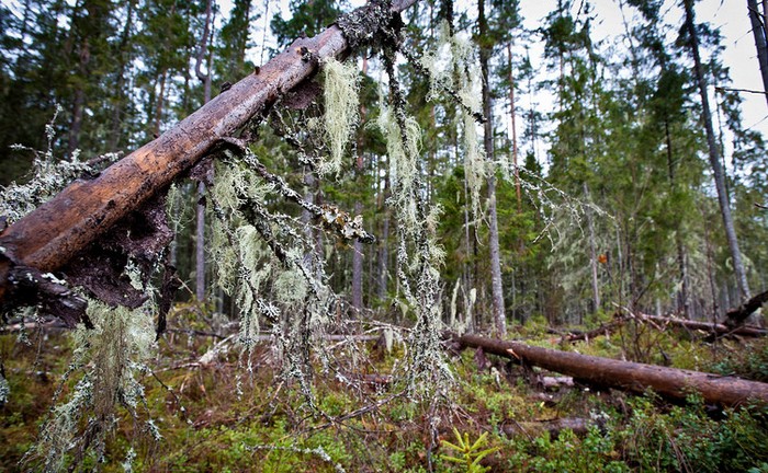 Demiansky Bor szellemei