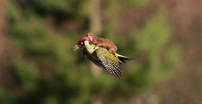 Gyenge a fenekével lovagolni?