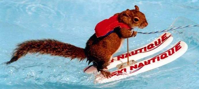 A mókus síelés internetes szenzációvá vált.