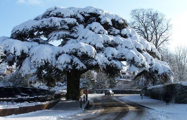 Az átkozott cédrus, amelyet az autó megsemmisítésével vádoltak