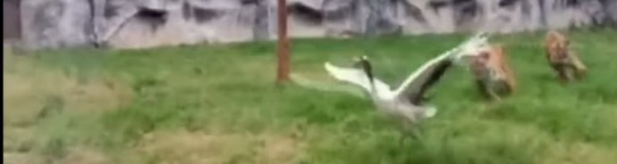 A madár véletlenül repült a madárházba a tigrisek felé - és a győztes maradt