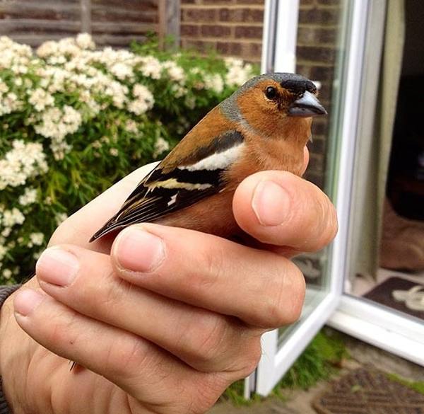 madár az ablak mellett 