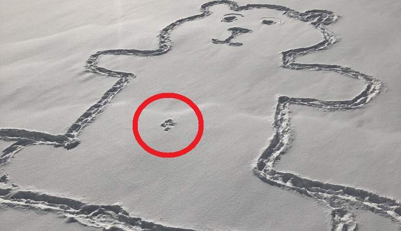 A hóra festett medve köldökje meglepetést és kétségeket okozott