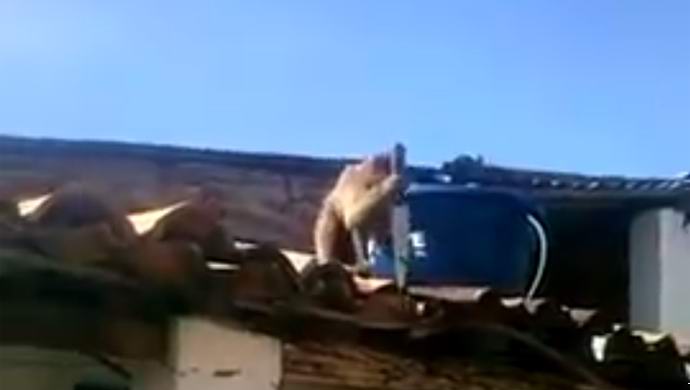 Egy részeg majom, aki késre dobott embereket, csillag lett az interneten.