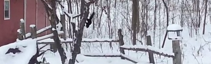 Csak részeg mókusnak tudsz együttérzni