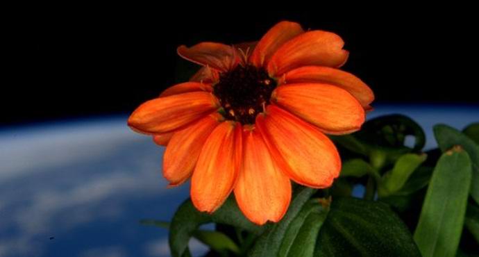 Virágzott a történelem első kozmikus virága